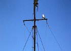 DSC00013_CT-Moeven auf Mast.jpg